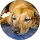Lin Haines profile picture